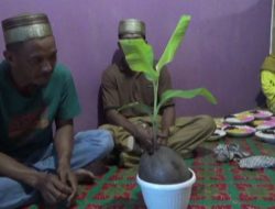 Aneh, di Jambi Ada Buah Kelapa Bertunaskan Pohon Pisang