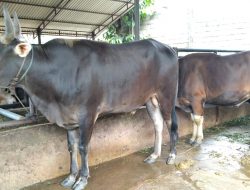 Omset Penjualan Hewan Kurban Membaik