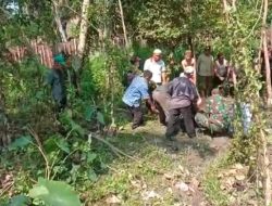 Sapi Kurban di Muaro Jambi Lepas dan Mengamuk
