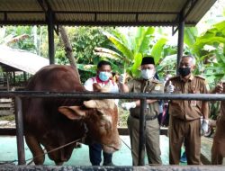 Pemkot Jambi Lakukan Pemeriksaan Kesehatan Hewan Kurban