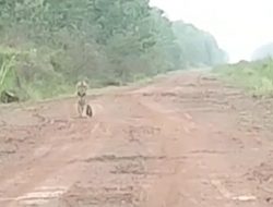 Kapolsek Klarifikasi Vidio Viral Penampakan Harimau, Lokasi Bukan di Sungai Gelam