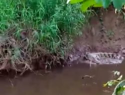 Kemunculan Buaya Liar Resahkan Warga Kemingking Dalam