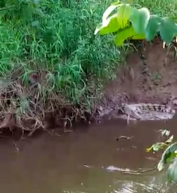 Warga Desa Kemingking Dalam, Kecamatan Taman Rajo, Kabupaten Muaro Jambi resah dengan kemunculan buaya di sungai yang berdekatan dengan permukiman penduduk. (foto: Istimewa)