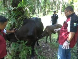 Satu Ekor Sapi di Muaro Jambi Terjangkit PMK, Kondisinya Mulai Membaik
