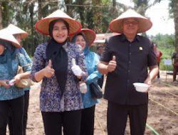 Ketua TP PKK Muaro Jambi Ikut Sukseskan Program Penanaman Jagung 