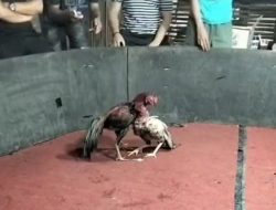Judi Sabung Ayam Diduga Marak di Tanjabtim, Warga Resah 