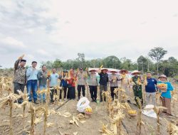 Polres Muaro Jambi Panen Jagung Kuartal III di Kecamatan Jaluko