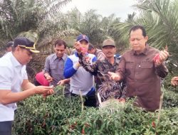 Gapoktan Desa Sungai Gelam Sukses Penen Raya Cabai, Bupati BBS Beri Apresiasi 