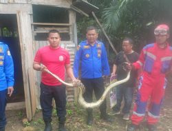 Damkar Tanjabtim Evakuasi Ular Piton 2,5 Meter di Kandang Ayam Milik Wartawan 