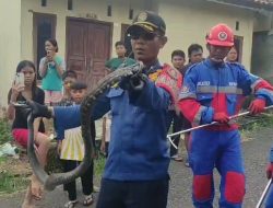 Damkar Evakuasi Ular King Koros Sepanjang 2 Meter 
