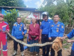 Ular Sawo Sepanjang 3 Meter Masuk Rumah Warga, Petugas Damkar Tanjab Timur Turun Tangan