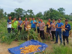Wujudkan Ketahanan Pangan, Kapolsek Mestong AKP Hengky Lesmana Pimpin Panen Jagung Perdana di Muaro Sebapo