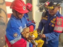 Dramatis! Tim Damkar Kota Jambi Evakuasi Kucing yang Tercebur ke Sumur Sedalam 10 Meter