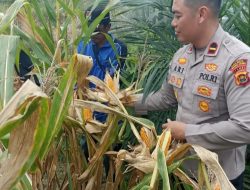 Dukung Ketahanan Pangan Nasional, Polsek Bahar Selatan dan Pemdes Bukit Jaya Panen Raya Jagung