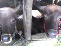 Bantu Perputaran Ekonomi Warga, Ade Erlanda dan Nur Apriyanti Berdayakan Peternak Lokal dengan Borong Hewan Kurban