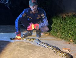 Damkar Muaro Jambi Evakuasi Ular Sanca Jumbo di Perumahan Griya Masurai Abadi