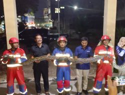 Dramatis! Got Harus Dibongkar Pakai Jack Hammer, Damkar Kota Jambi Evakuasi 2 Ular Sanca Raksasa Bobot 80 Kg