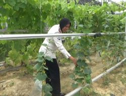 Sulap Lahan Tidur Jadi Area Produktif, Lapas Perempuan Jambi Perkuat Kemandirian Warga Binaan