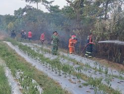 Lahan 1 Hektar di Mayang Mangurai Terbakar, Petugas Damkar Berjibaku Padamkan Api