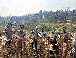 Wujud Nyata Dukung Swasembada Pangan, Polsek Bahar Selatan Sukses Dampingi Panen Raya 1 Ton Jagung Hibrida