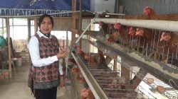 Lahan Kosong Lapas Perempuan Jambi Disulap Jadi Peternakan Ayam, Bekali Warga Binaan Keterampilan Usaha
