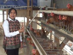 Lahan Kosong Lapas Perempuan Jambi Disulap Jadi Peternakan Ayam, Bekali Warga Binaan Keterampilan Usaha